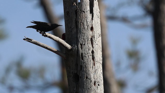 Red-headed Woodpecker - ML646691177