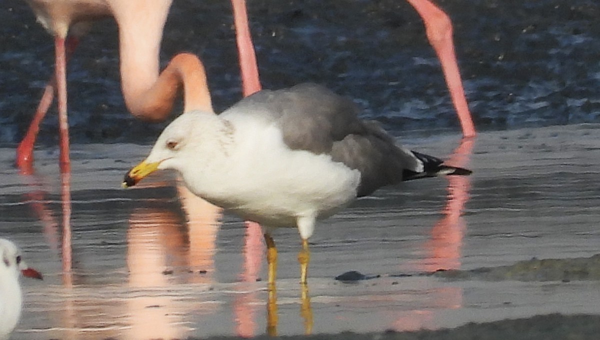 Armenian Gull - ML646691178