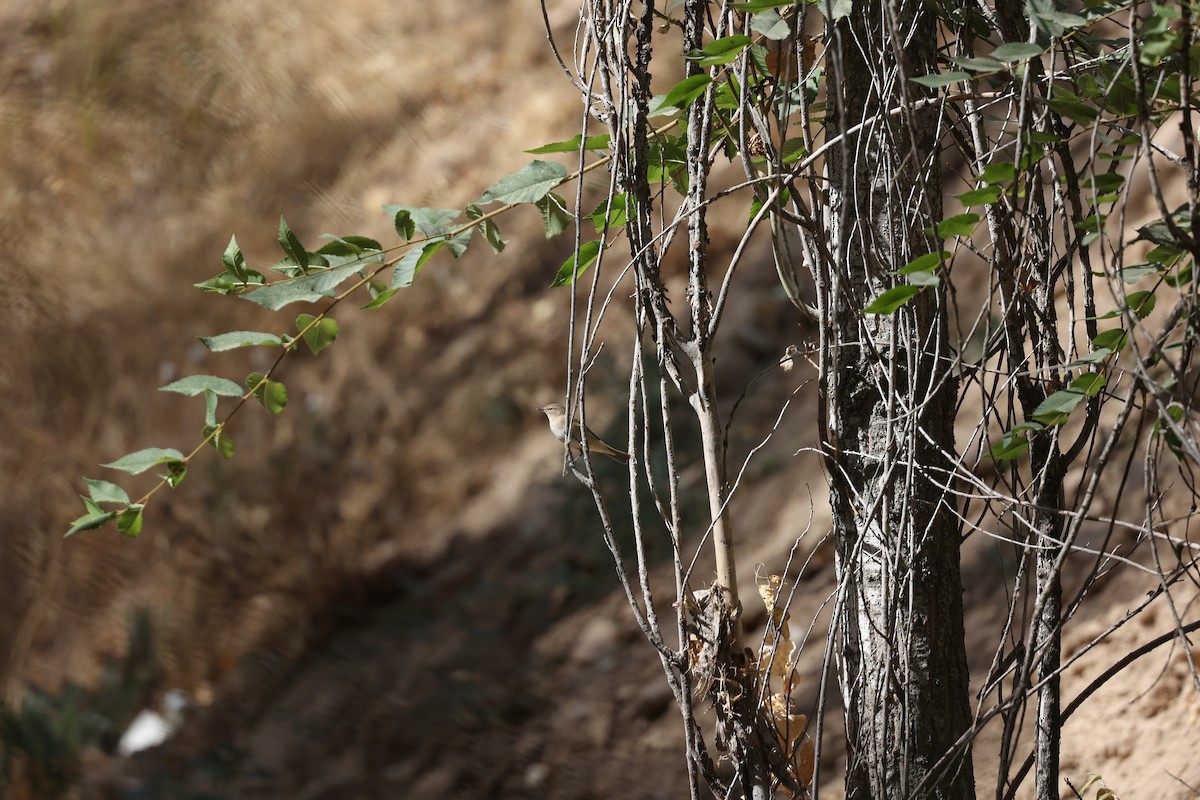 チフチャフ - ML646691180