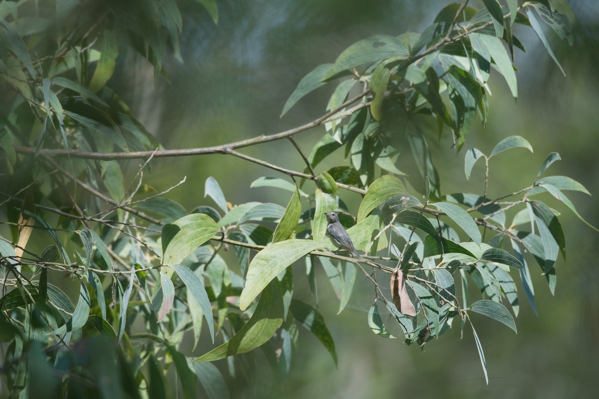 Mistletoebird - ML646691181