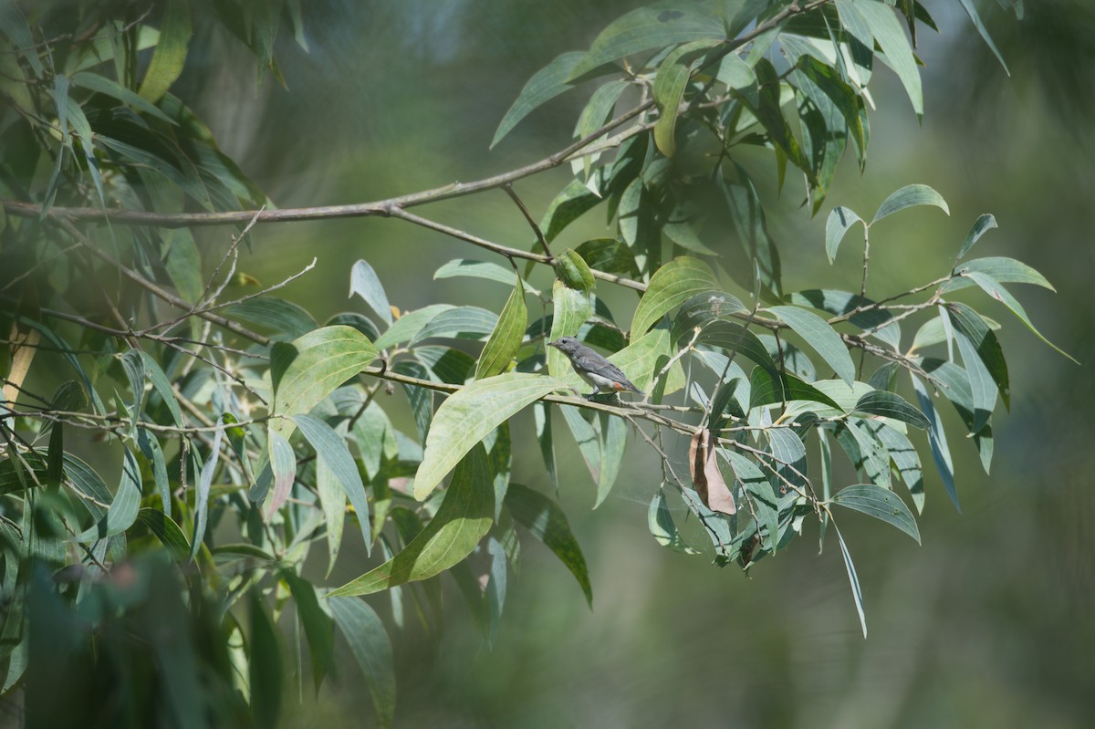 Mistletoebird - ML646691182