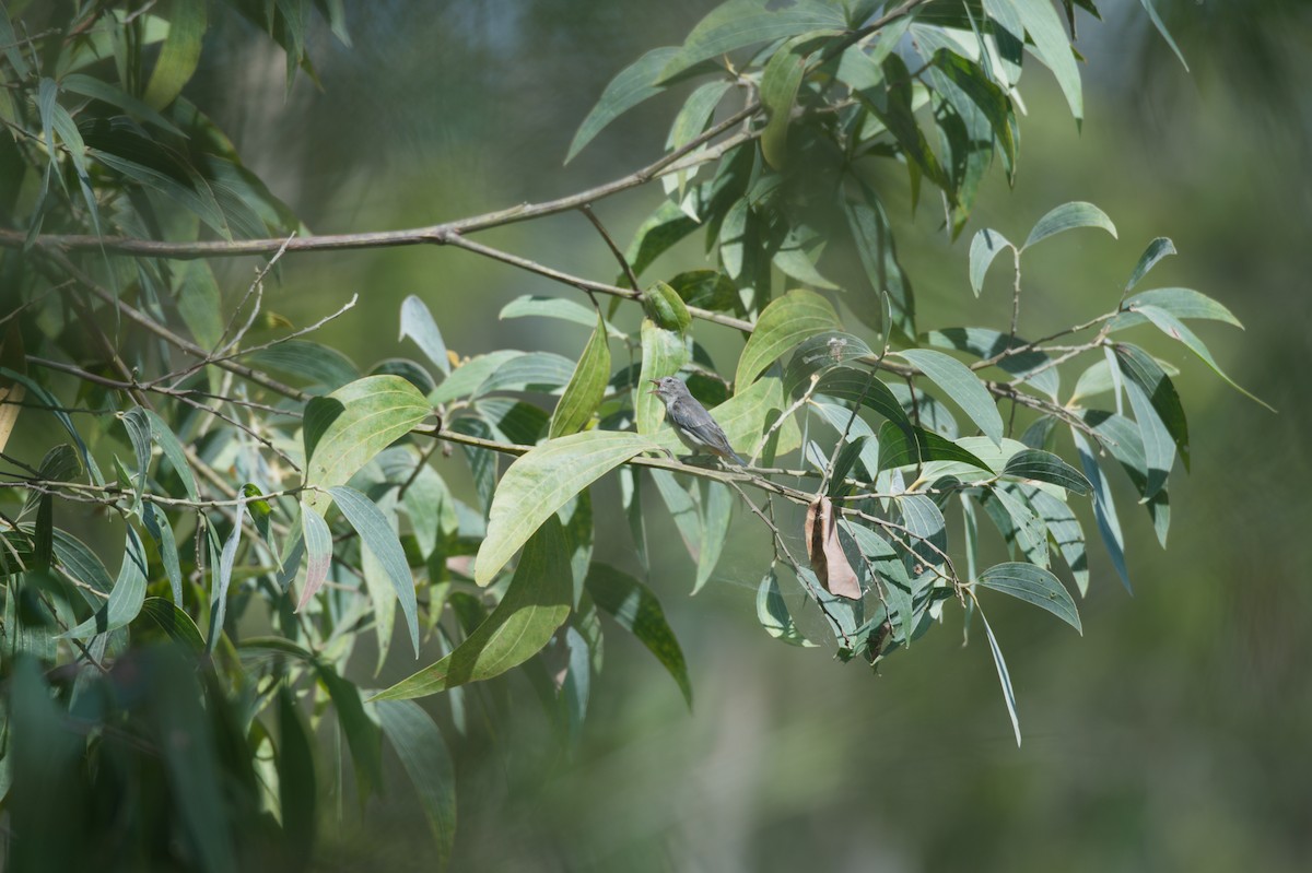 Mistletoebird - ML646691183