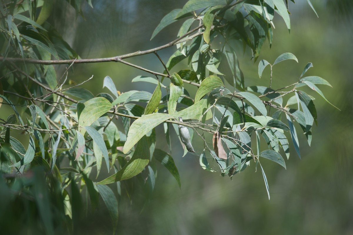 Mistletoebird - ML646691184