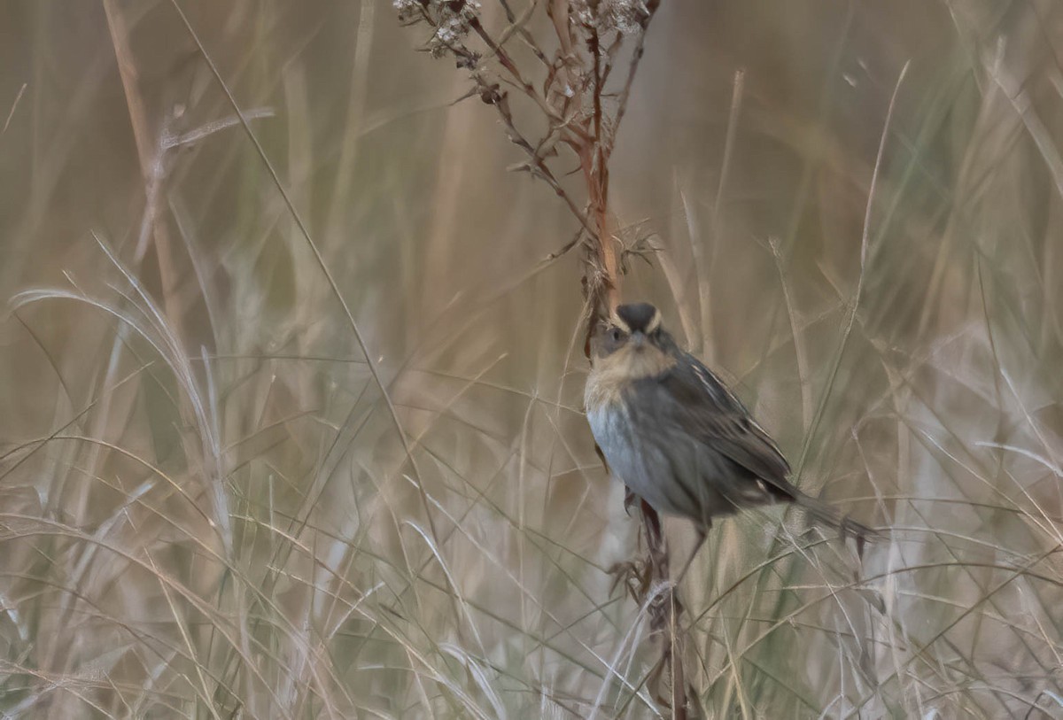 nålstjertspurv - ML646691186