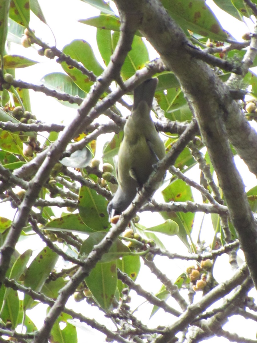 Yellow-winged Tanager - ML646691187