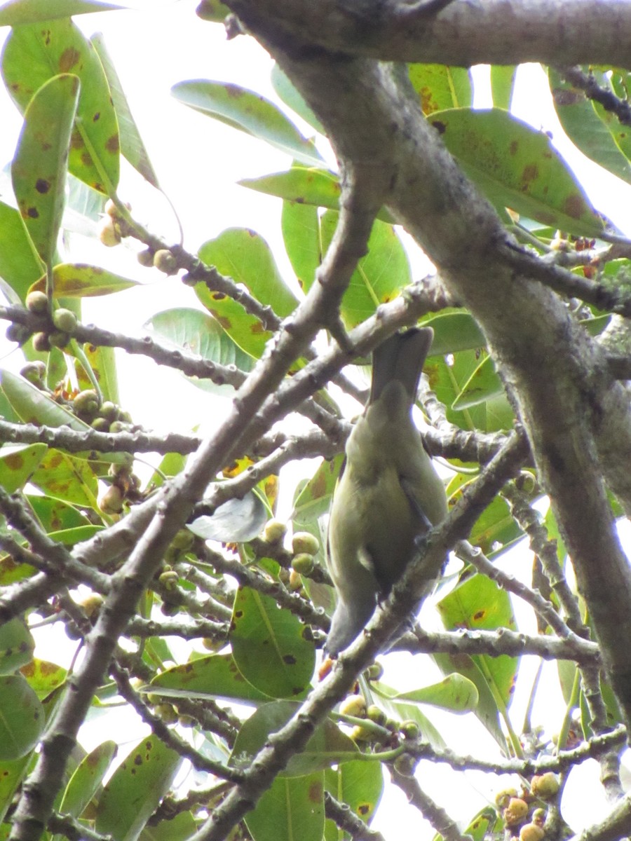 Yellow-winged Tanager - ML646691188