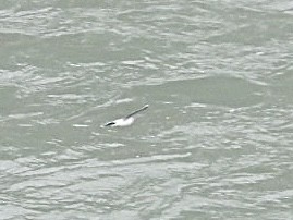 Мартин малий - ML646691189