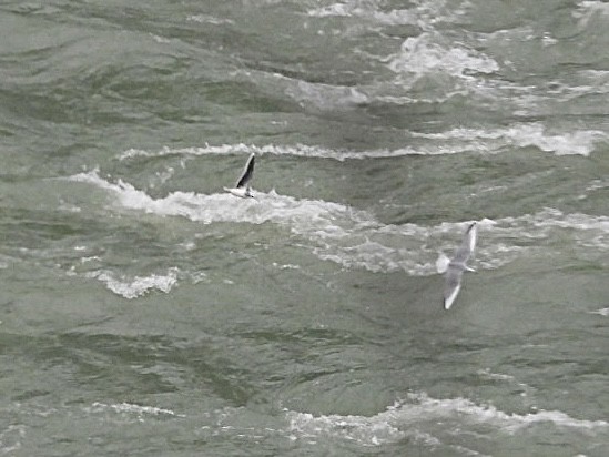 Мартин малий - ML646691190