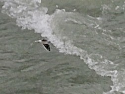 Мартин малий - ML646691191