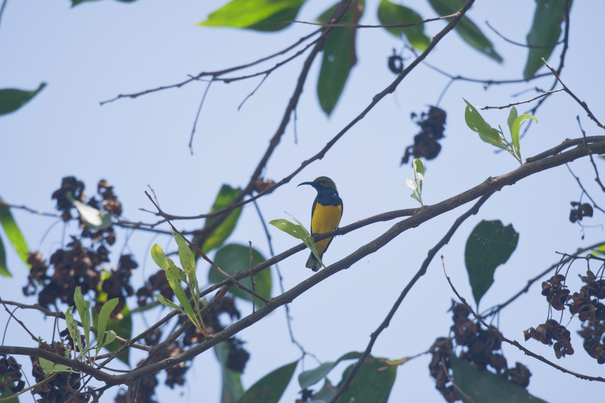 Sahul Sunbird - ML646691192