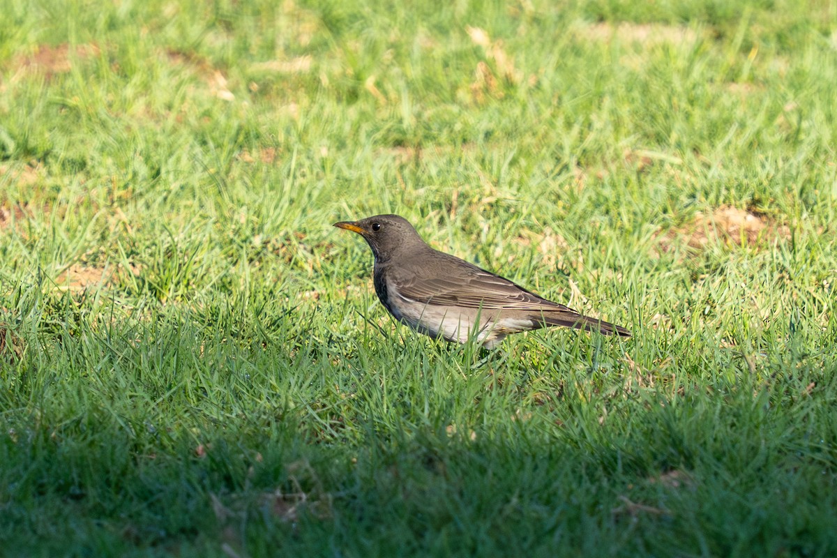Дрізд чорноволий - ML646691195