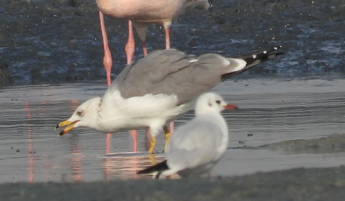 Armenian Gull - ML646691198