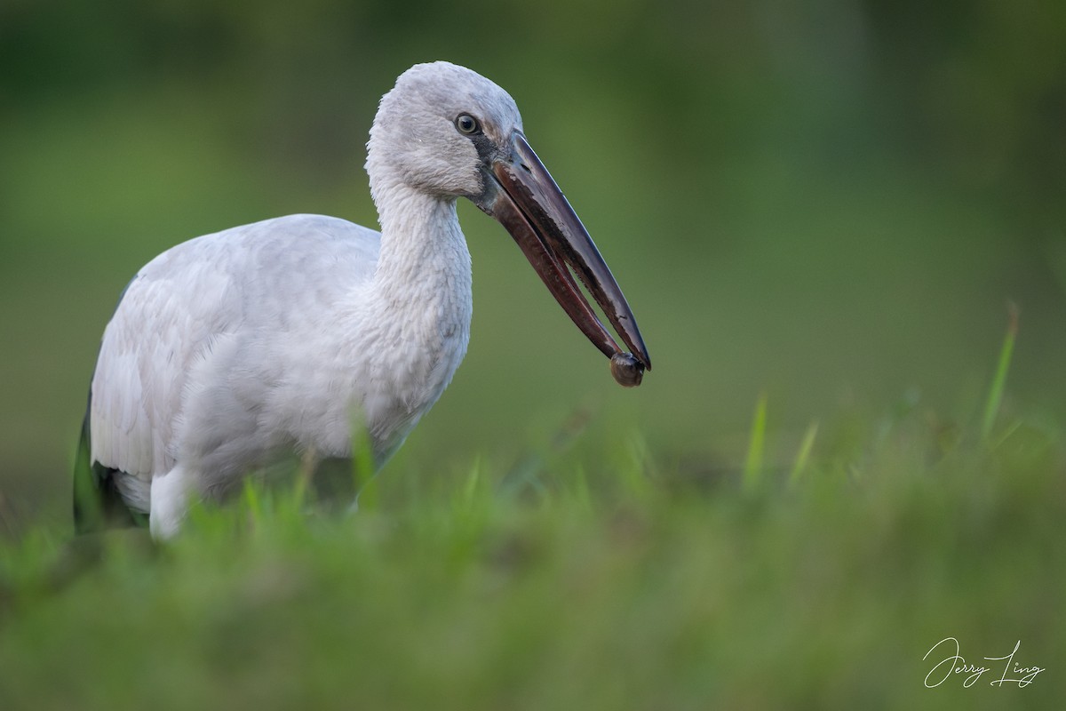 Asian Openbill - ML646691200
