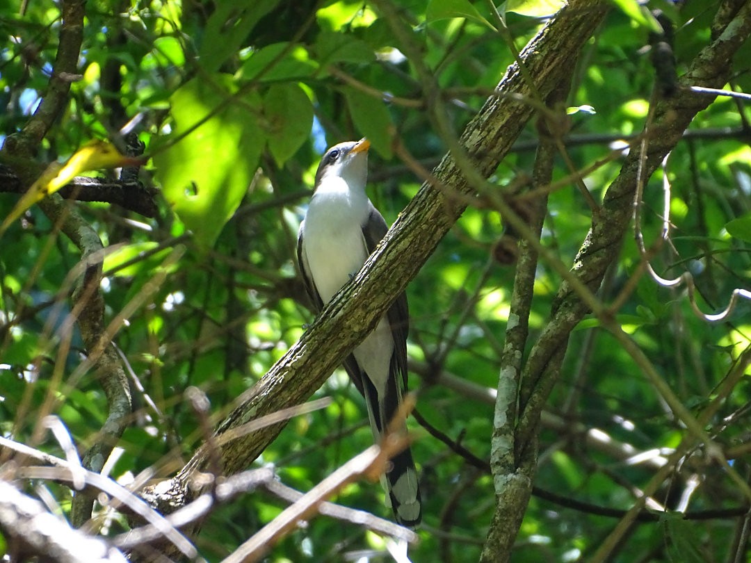 Coulicou d'Euler - ML646691202