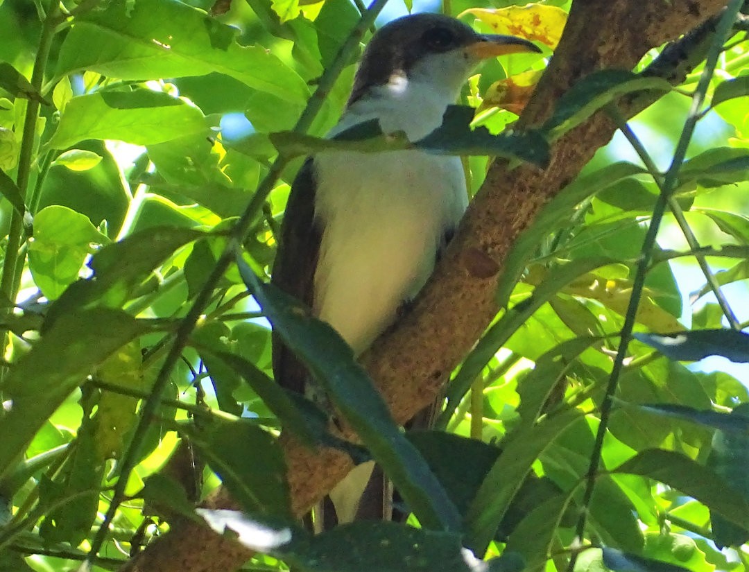 Coulicou d'Euler - ML646691203