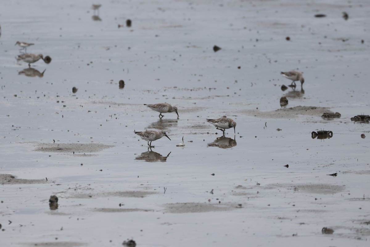 Txirri handia - ML646691205