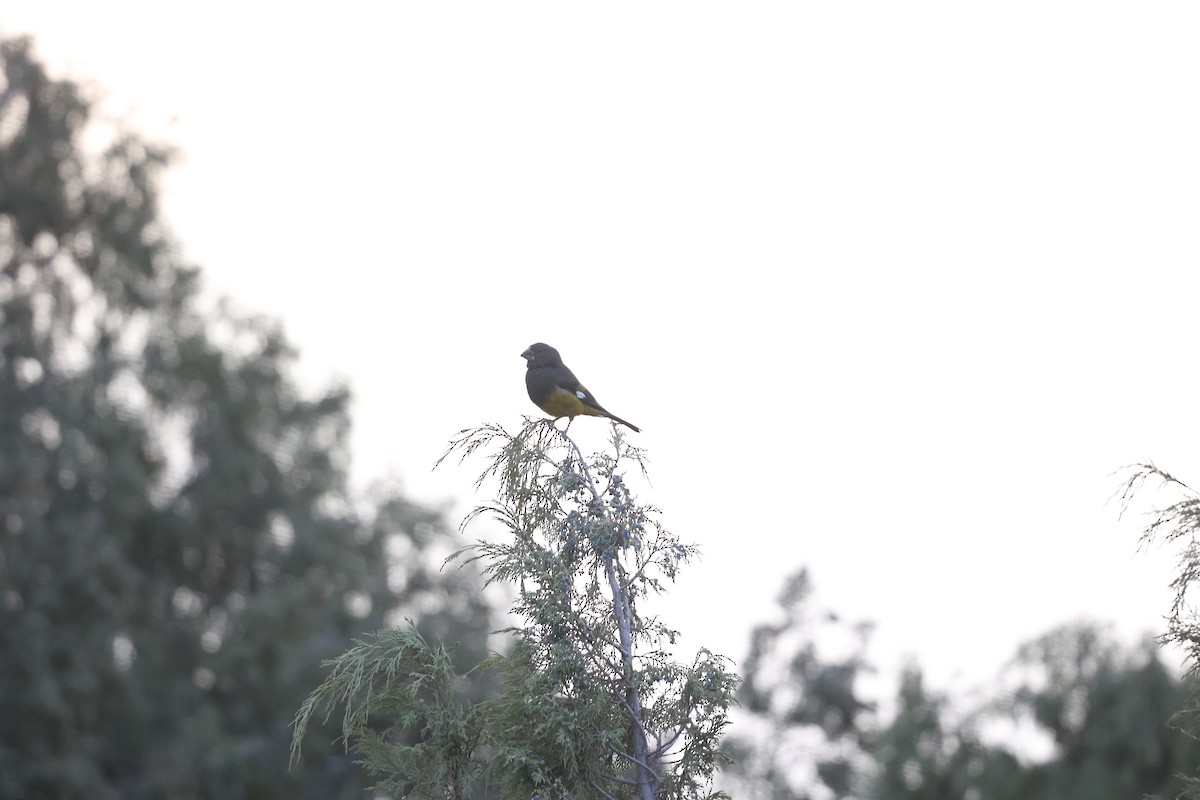 Wacholderkernbeißer - ML646691206