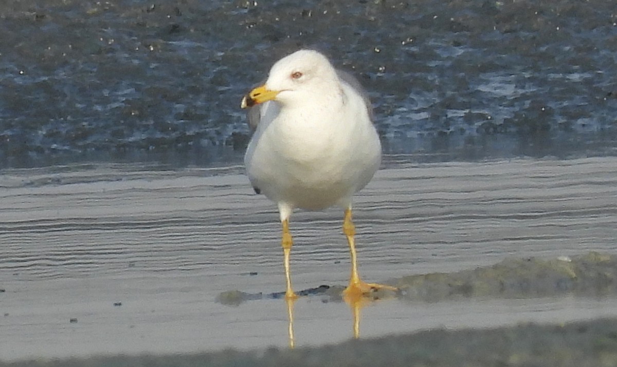 Armenian Gull - ML646691207