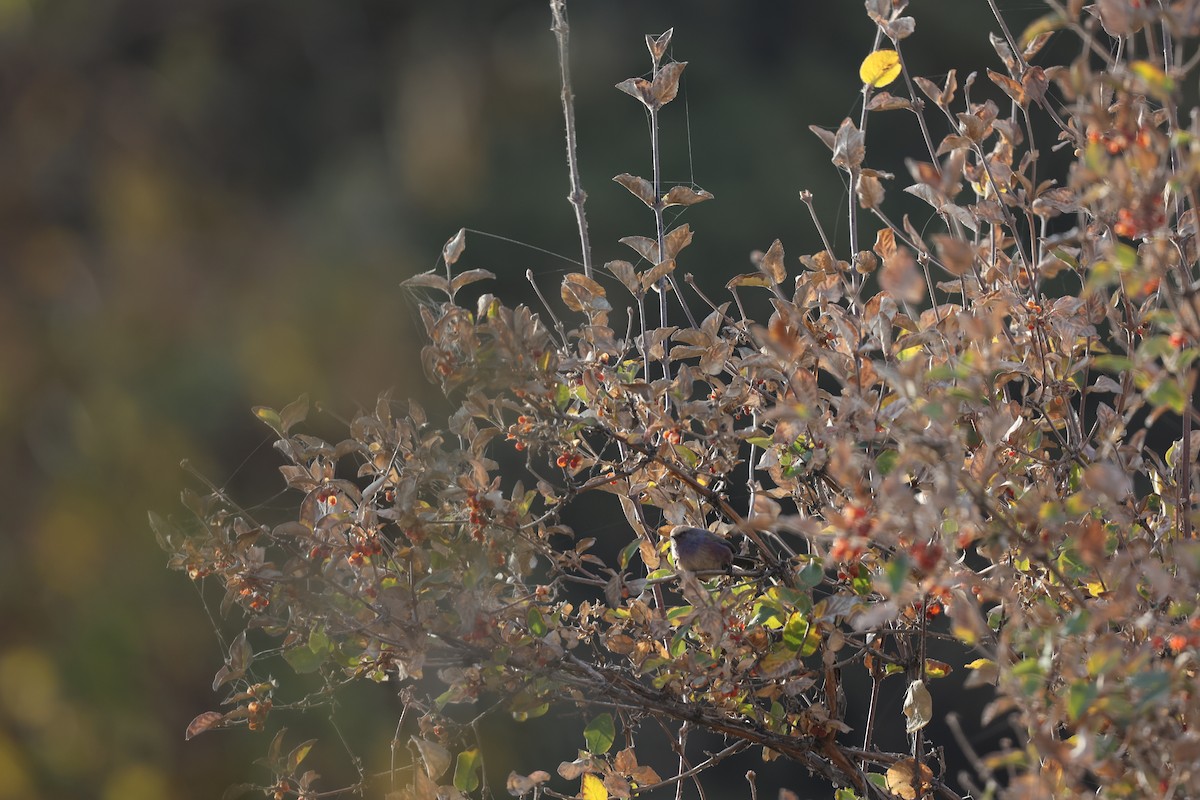 フジイロムシクイ - ML646691209