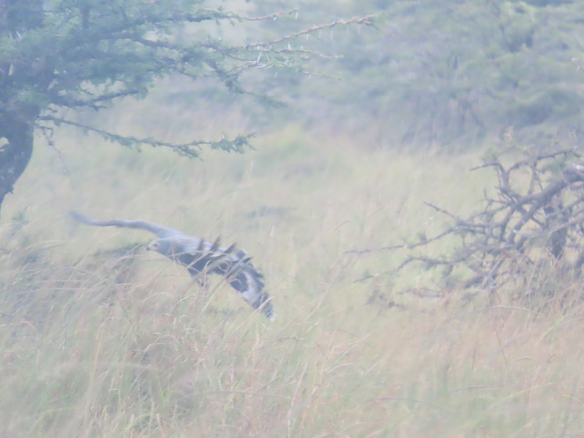 African Harrier-Hawk - ML646691210