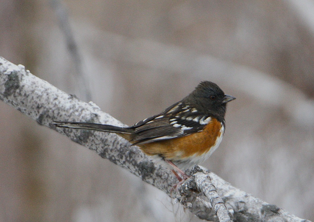 Fleckengrundammer - ML646691211