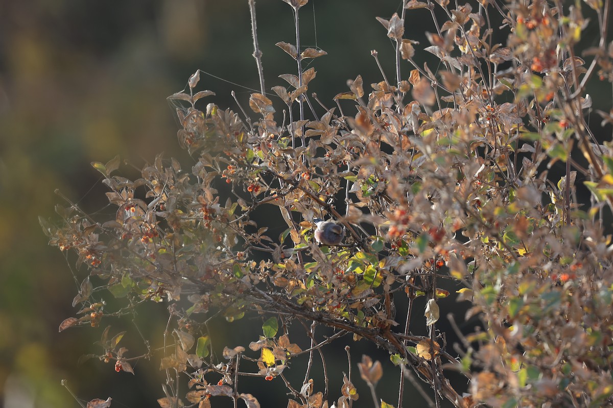 フジイロムシクイ - ML646691212