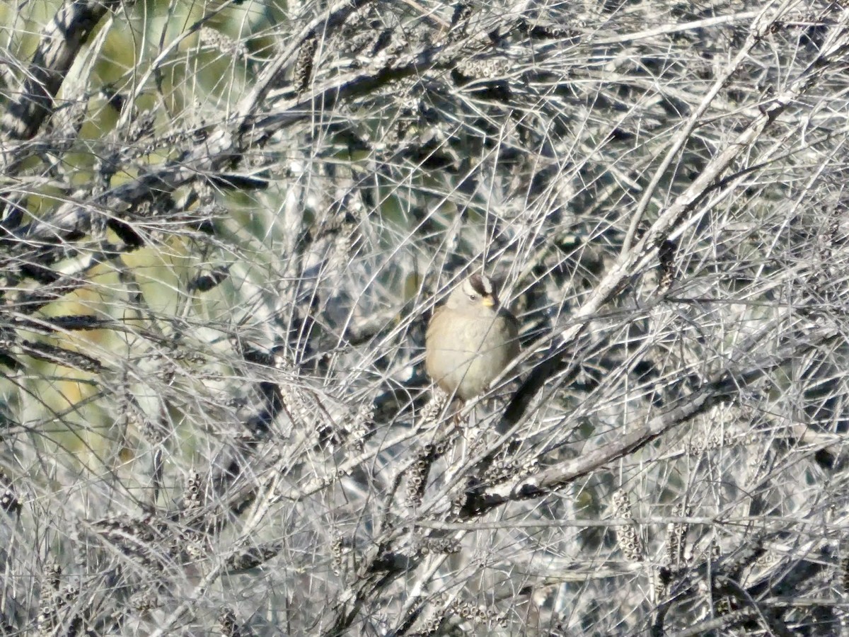 Porsuk Serçesi - ML646691213