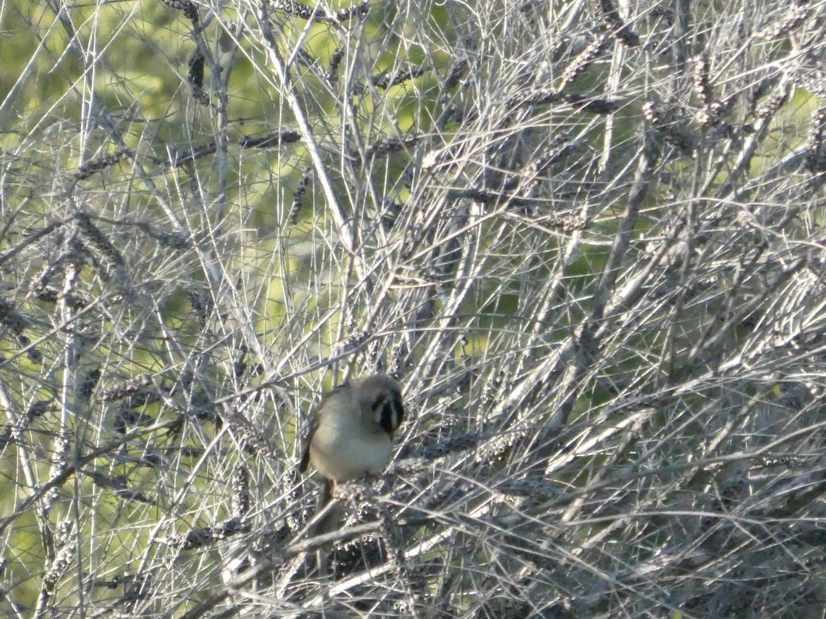 Porsuk Serçesi - ML646691214