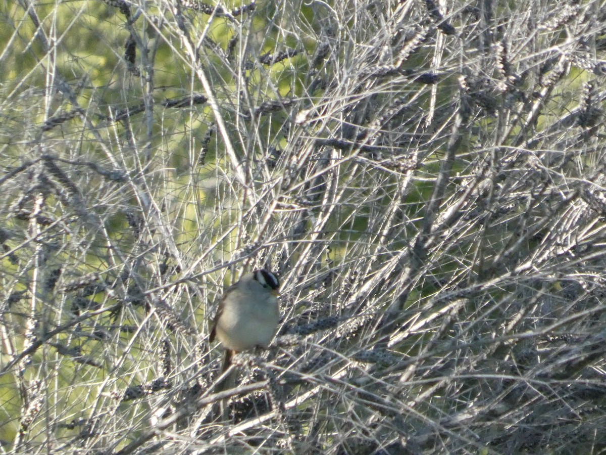 Porsuk Serçesi - ML646691216