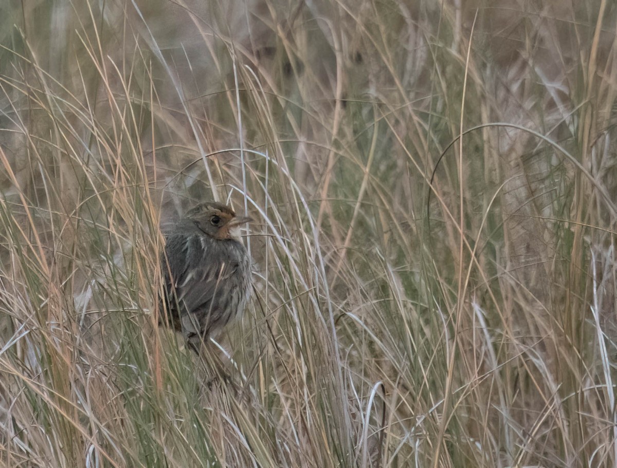 Saltmarsh Sparrow - ML646691217