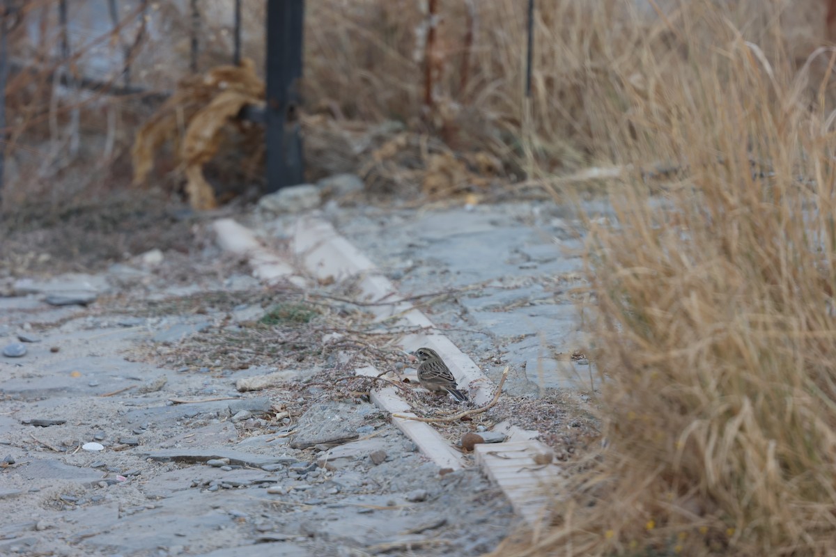 גיבתון סלעים - ML646691219