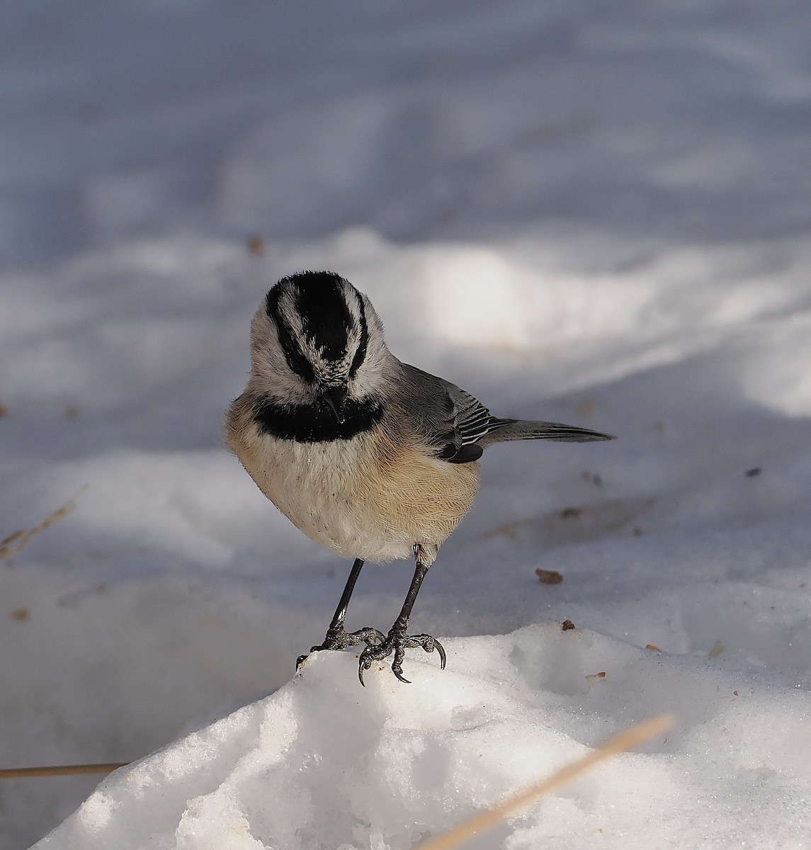 Gebirgsmeise - ML646691220