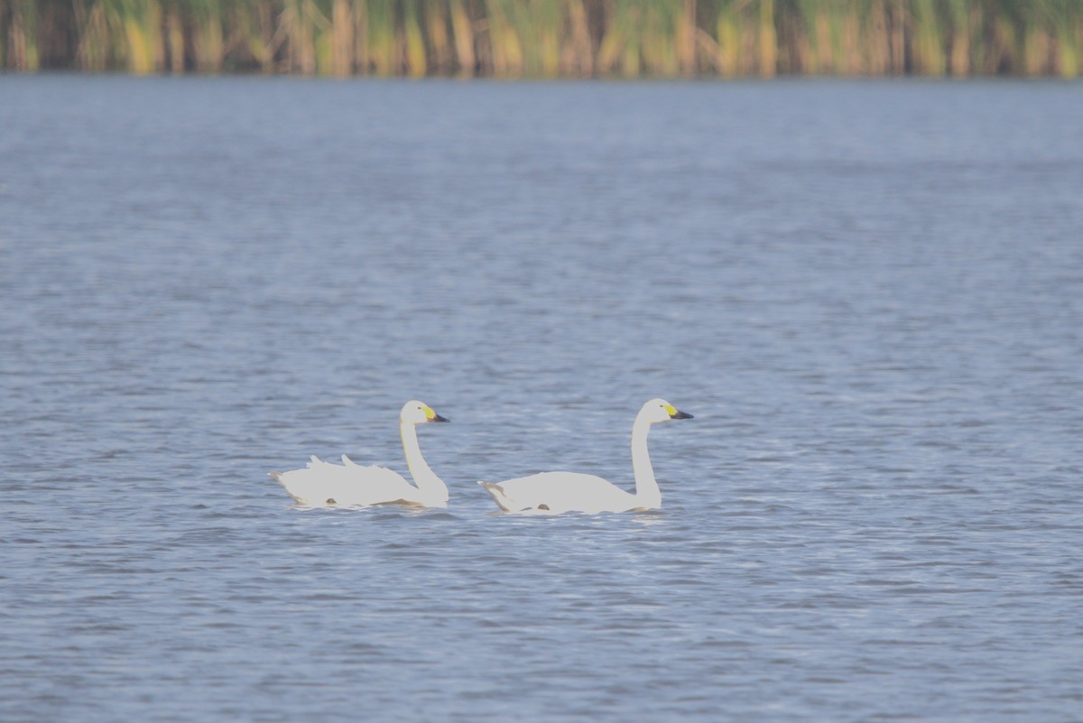 labuť malá - ML646691222