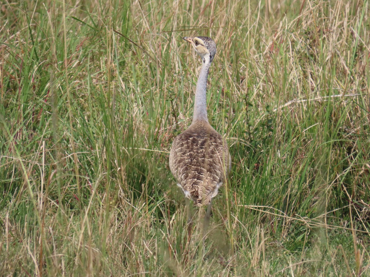 White-bellied Bustard - ML646691223