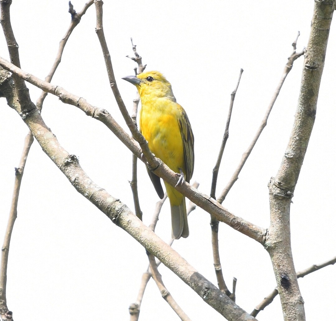 Hepatic Tanager (Lowland) - ML646691224