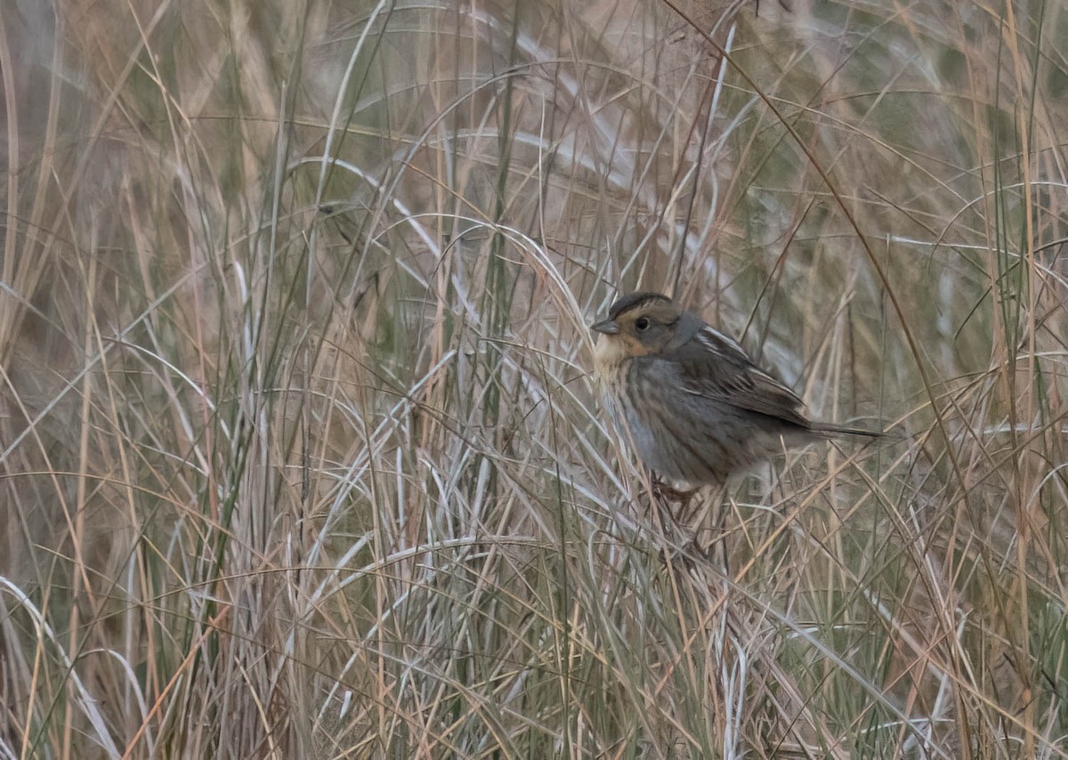 nålstjertspurv - ML646691226