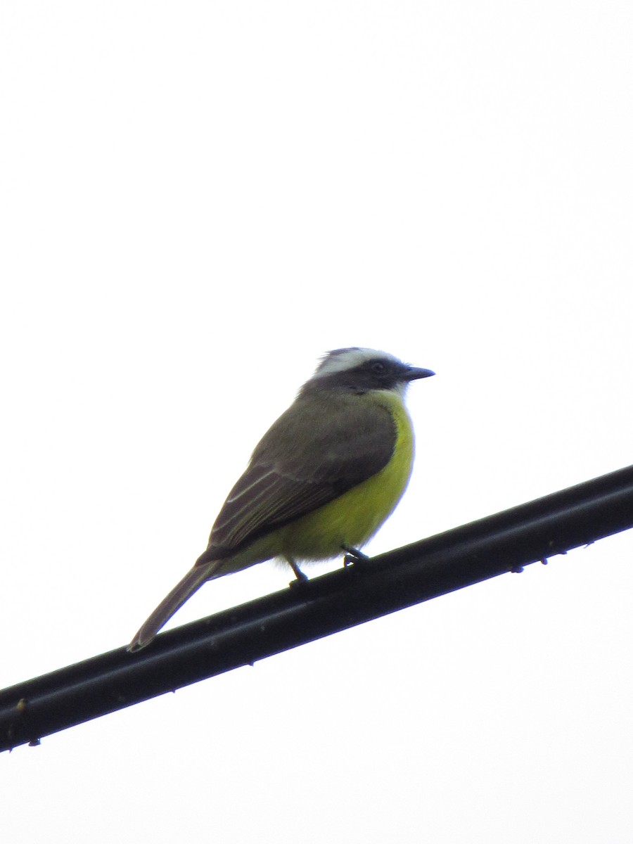Social Flycatcher - ML646691227