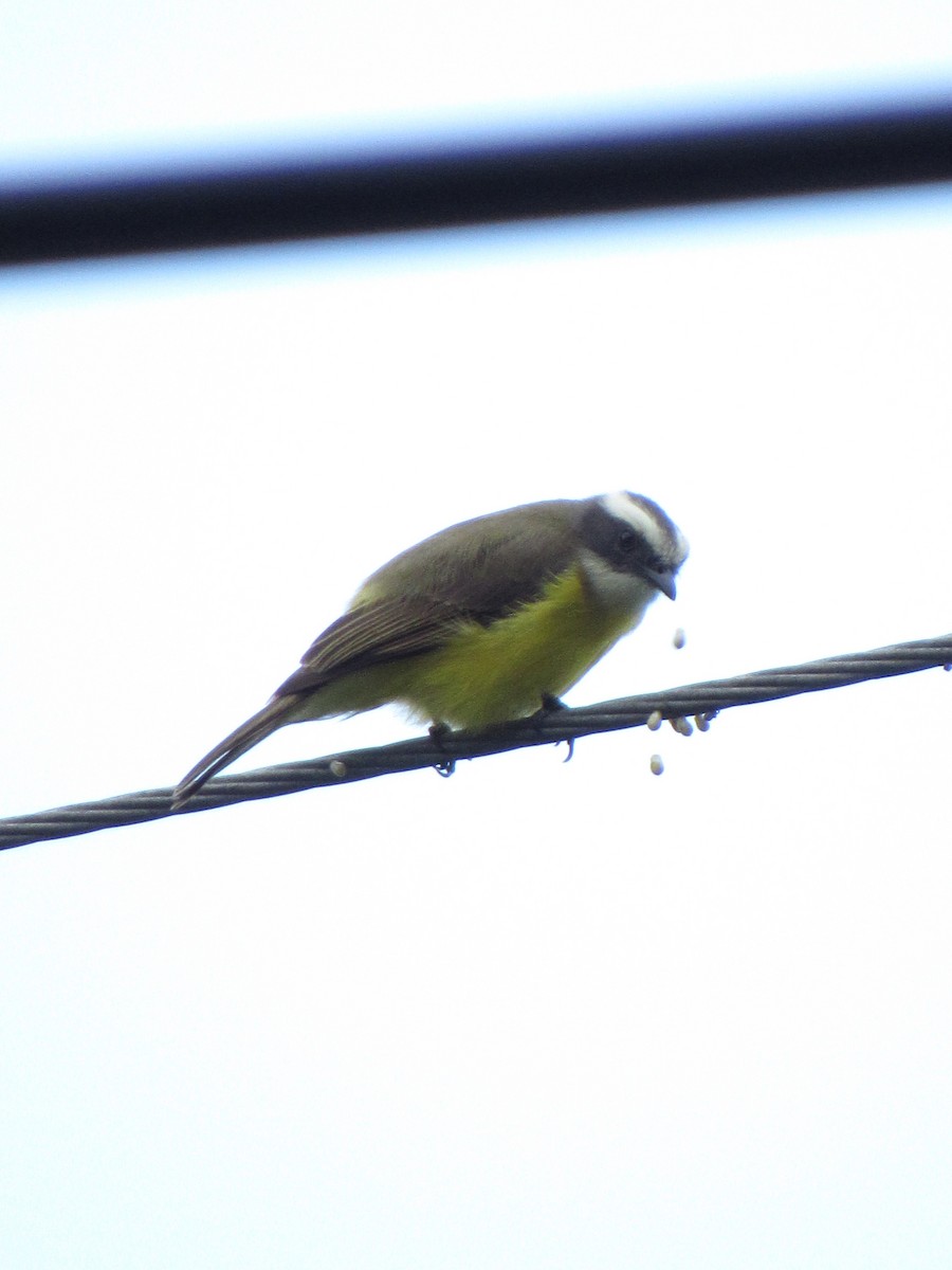 Social Flycatcher - ML646691228