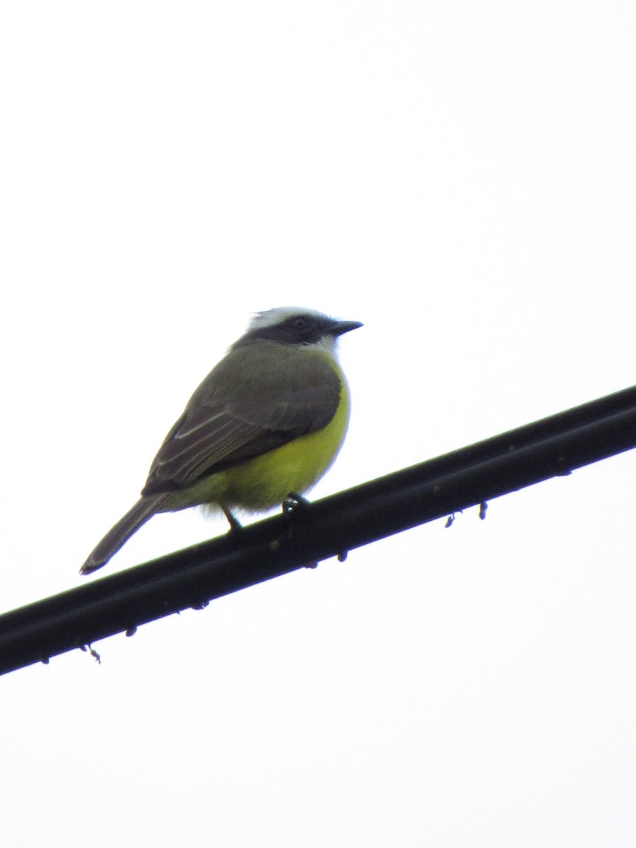 Social Flycatcher - ML646691229