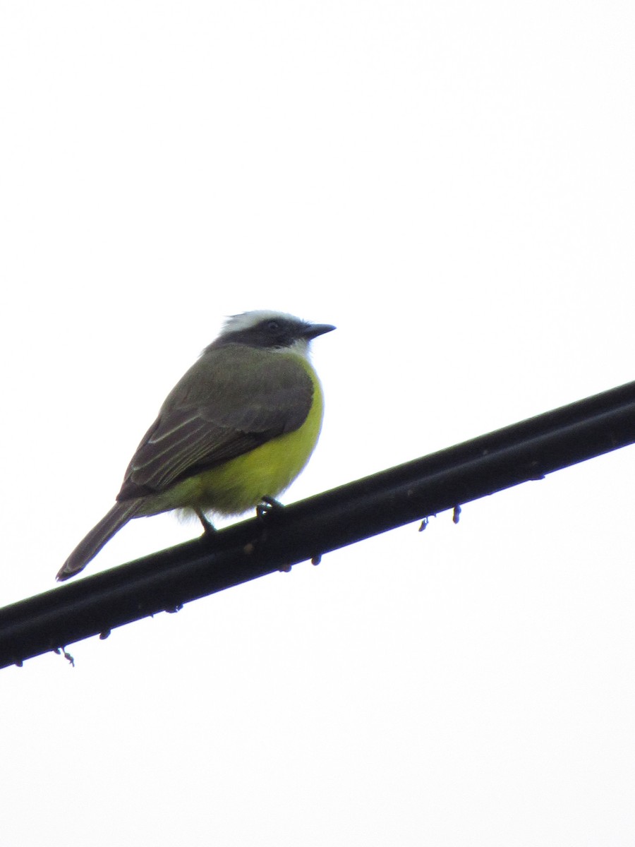 Social Flycatcher - ML646691230
