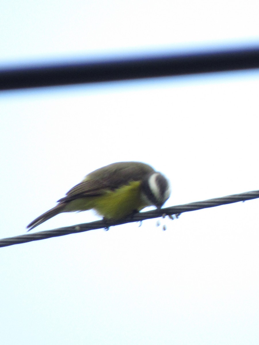 Social Flycatcher - ML646691231