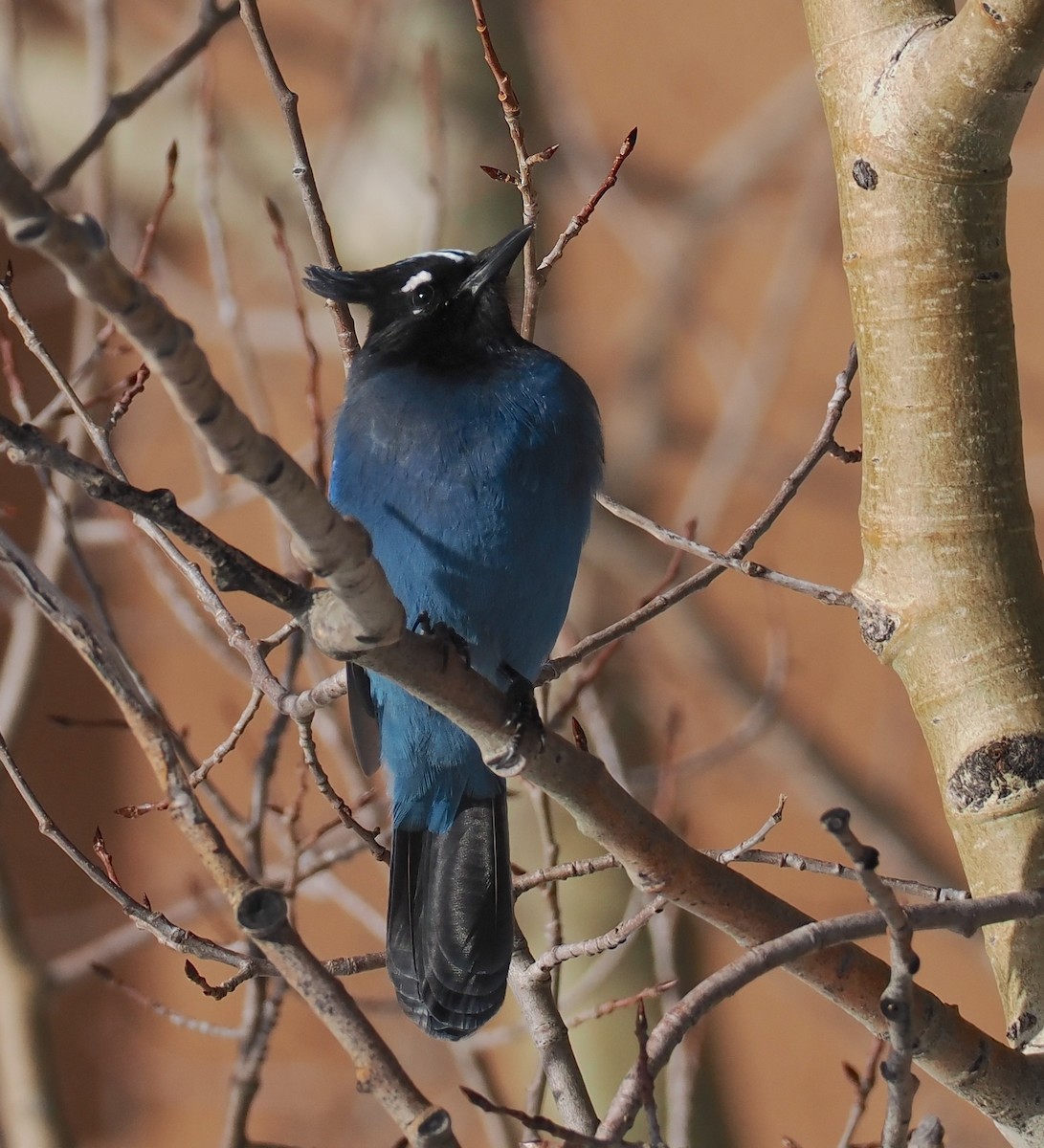 Diademhäher - ML646691232