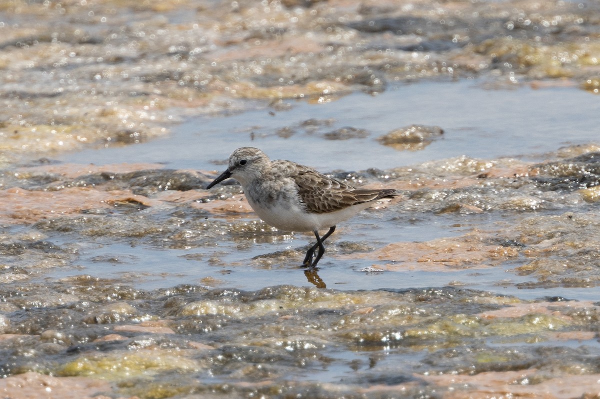 Little Stint - ML646691234