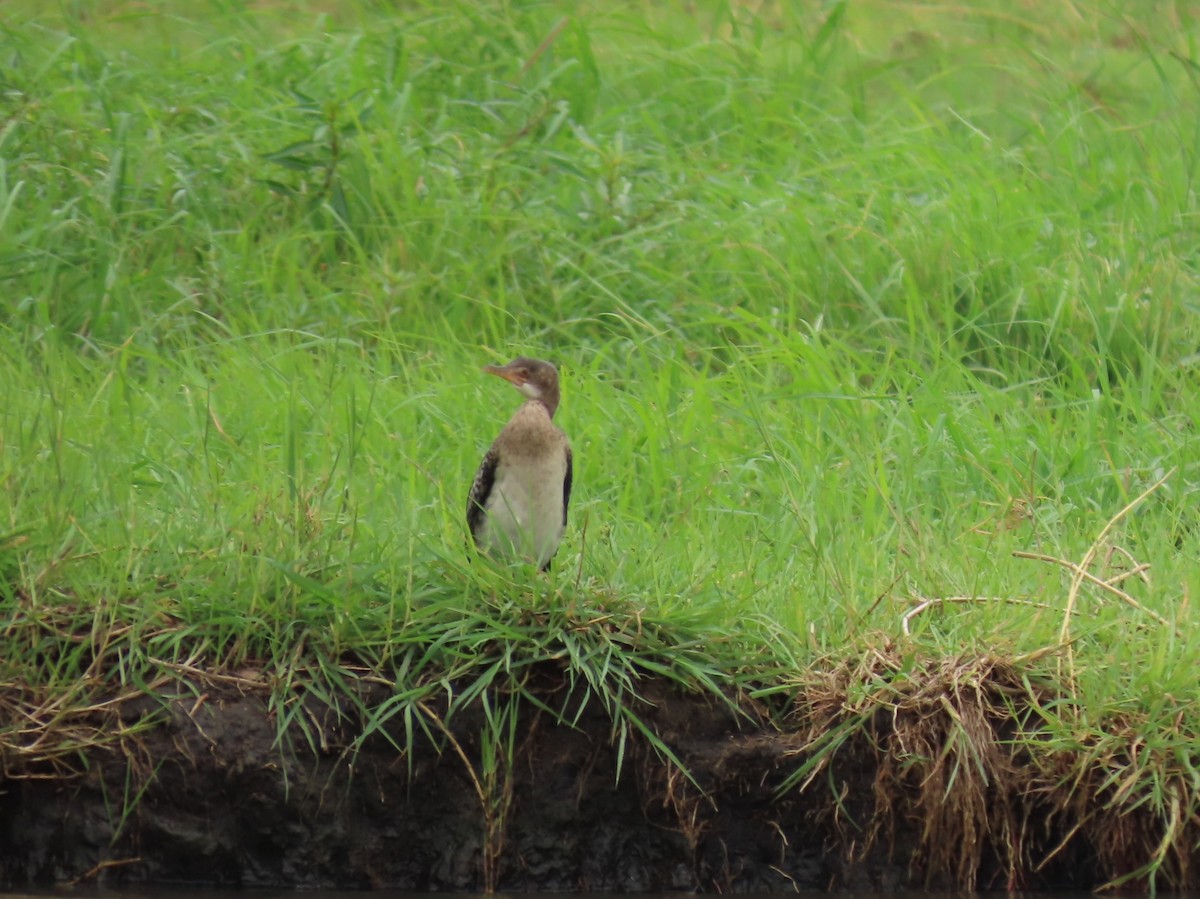 Uzun Kuyruklu Karabatak - ML646691235