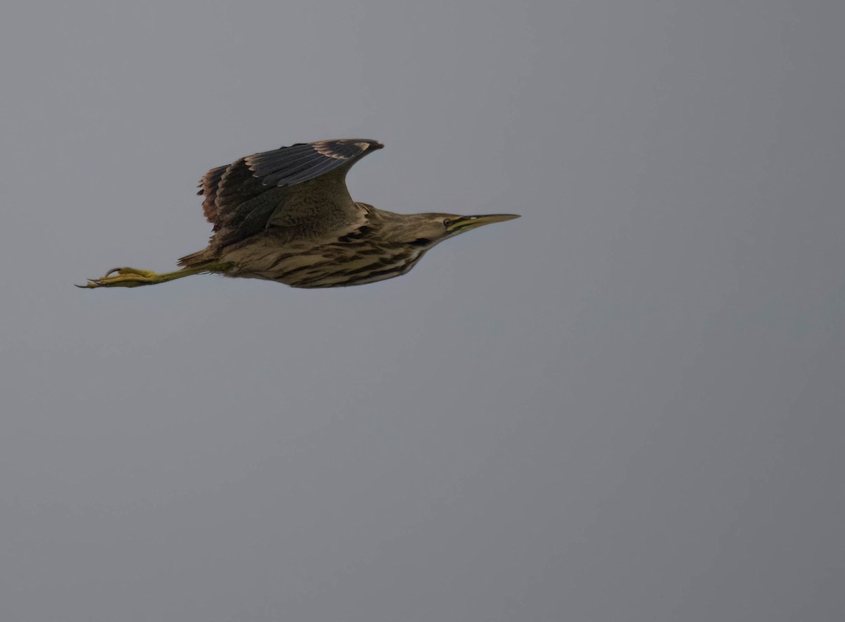 Бугай американський - ML646691237