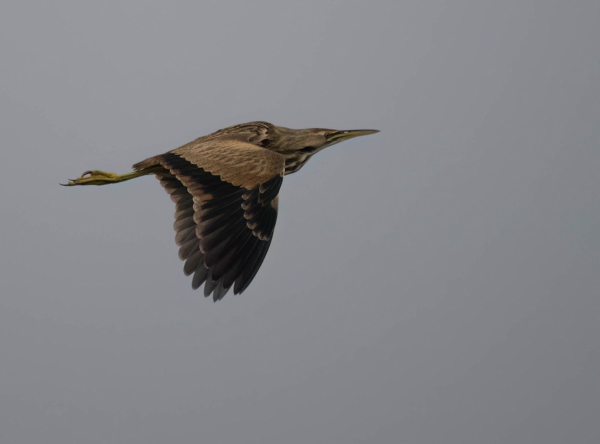 Бугай американський - ML646691238