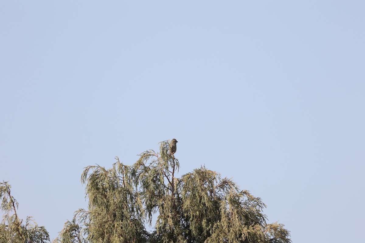 ヒマラヤマシコ - ML646691240