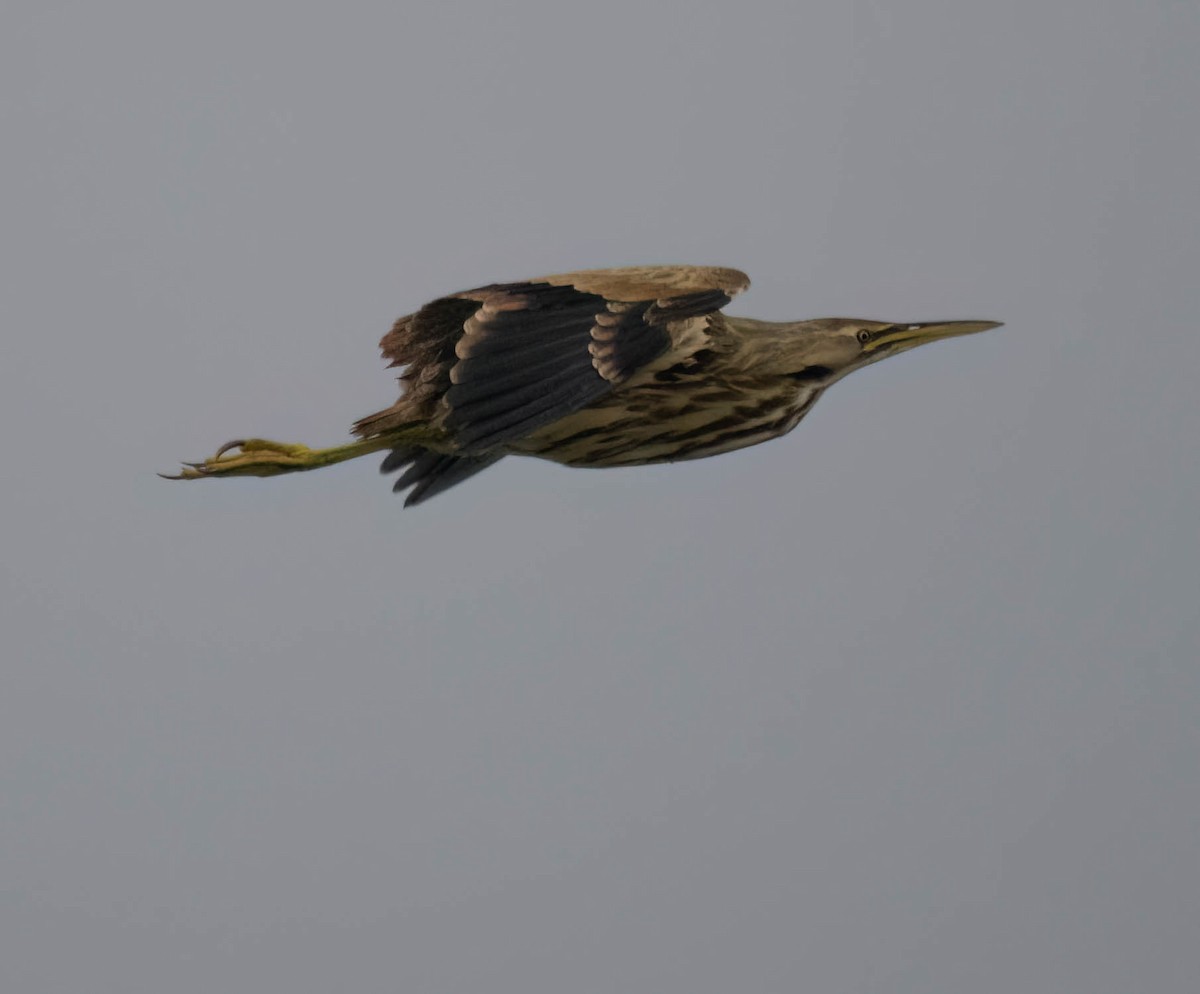 Бугай американський - ML646691242