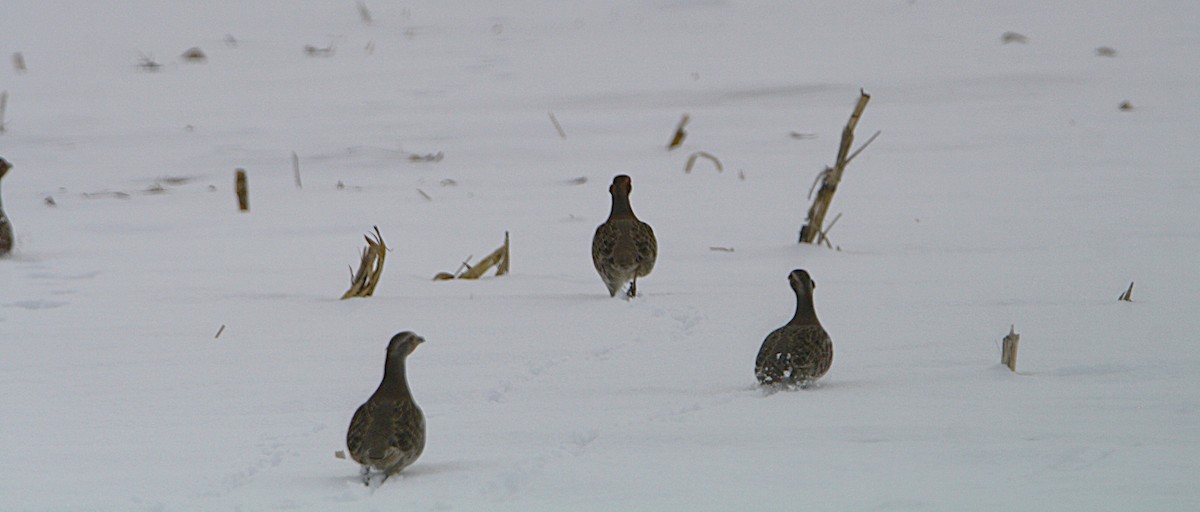 Rebhuhn - ML646691243