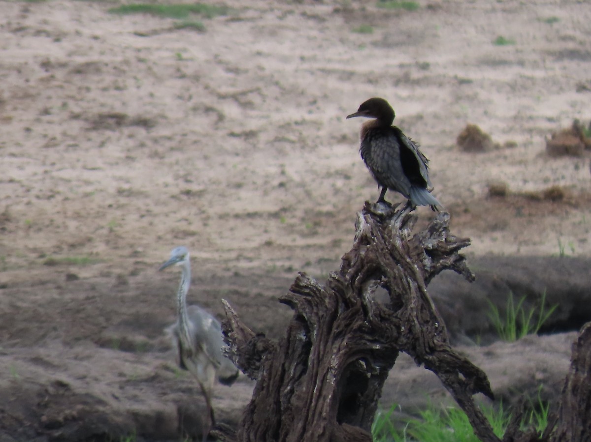 Uzun Kuyruklu Karabatak - ML646691244